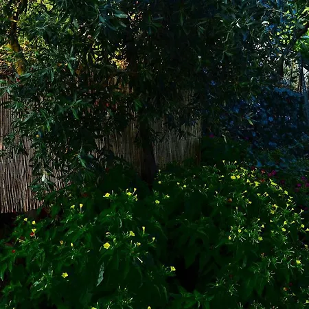 Amversa's Skala Marion