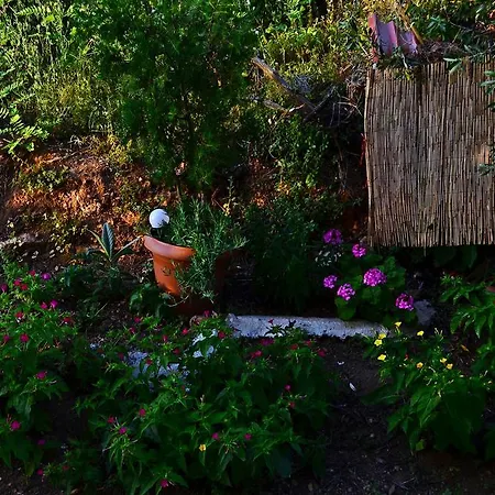 Amversa's Skala Marion